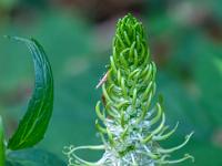 Ährige Teufelskralle am Waldwegrand